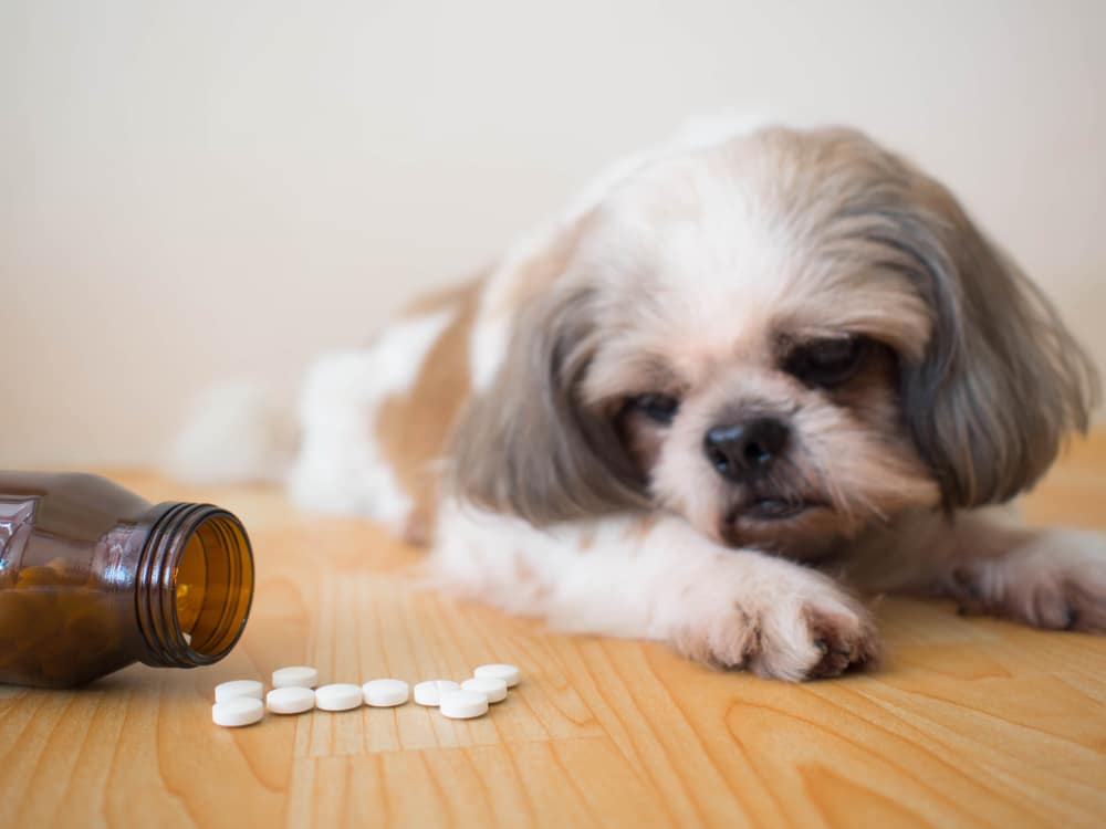 Sad Dog Looking At Antibiotics To Treat Urinary Track Infection In Dogs