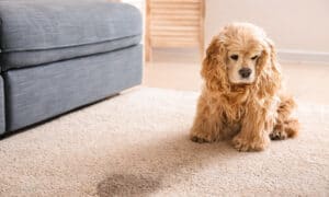 Sad Dog Sitting Beside Its Urine Stain On The Carpet
