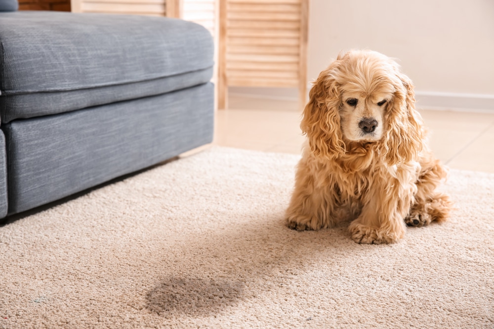 Sad Dog Sitting Beside Its Urine Stain On The Carpet