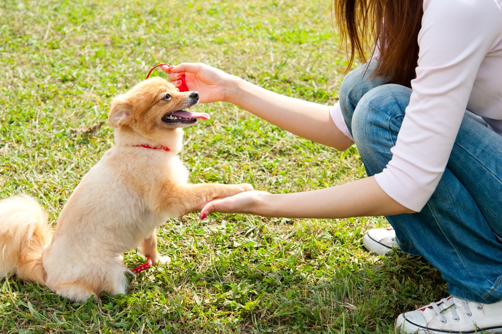 Small Dog Being Trained By Its Owner At The Park - Should I Get A Dog