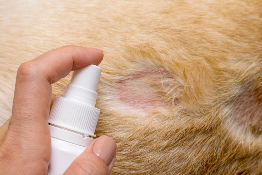 Topical Spray Treatment For Flea Allergy Dermatitis In Dogs