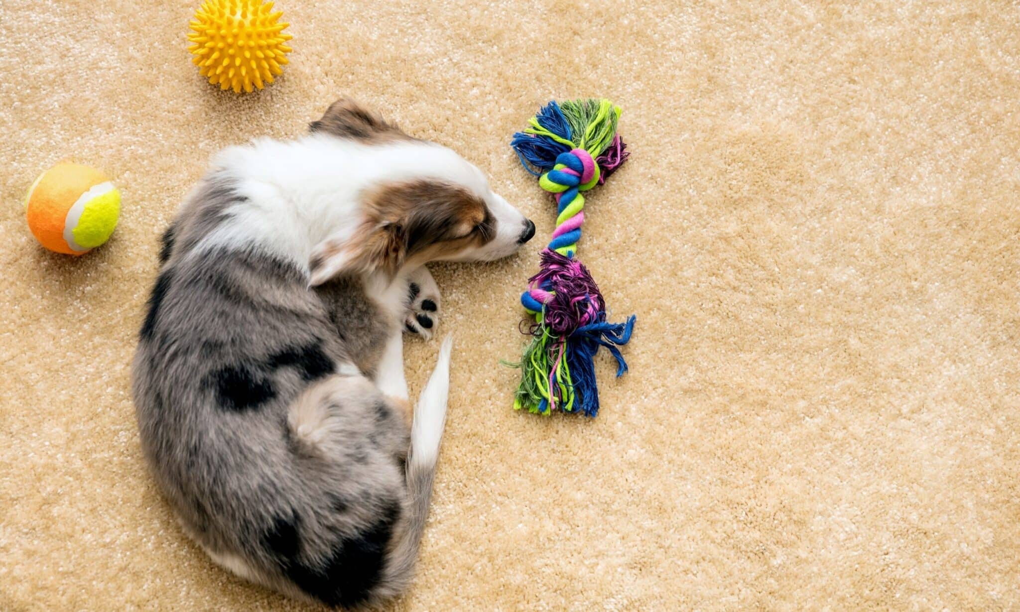 5 Steps To Teach Your Dog To Pick Up Their Toys
