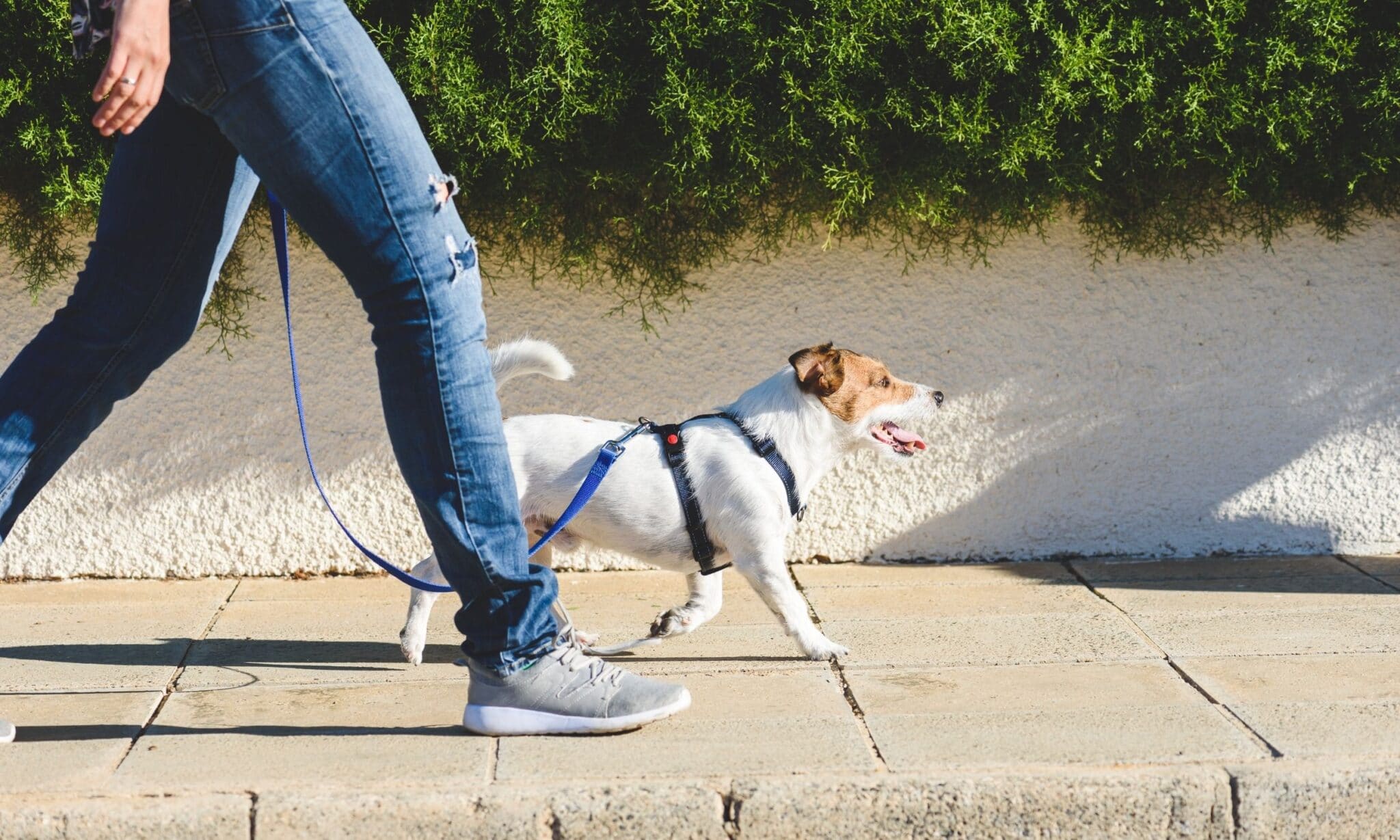 Tips To Help Your Dog Enjoy Walks