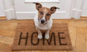A Guide On Making Your Home Dog Friendly