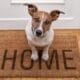 A Guide On Making Your Home Dog Friendly