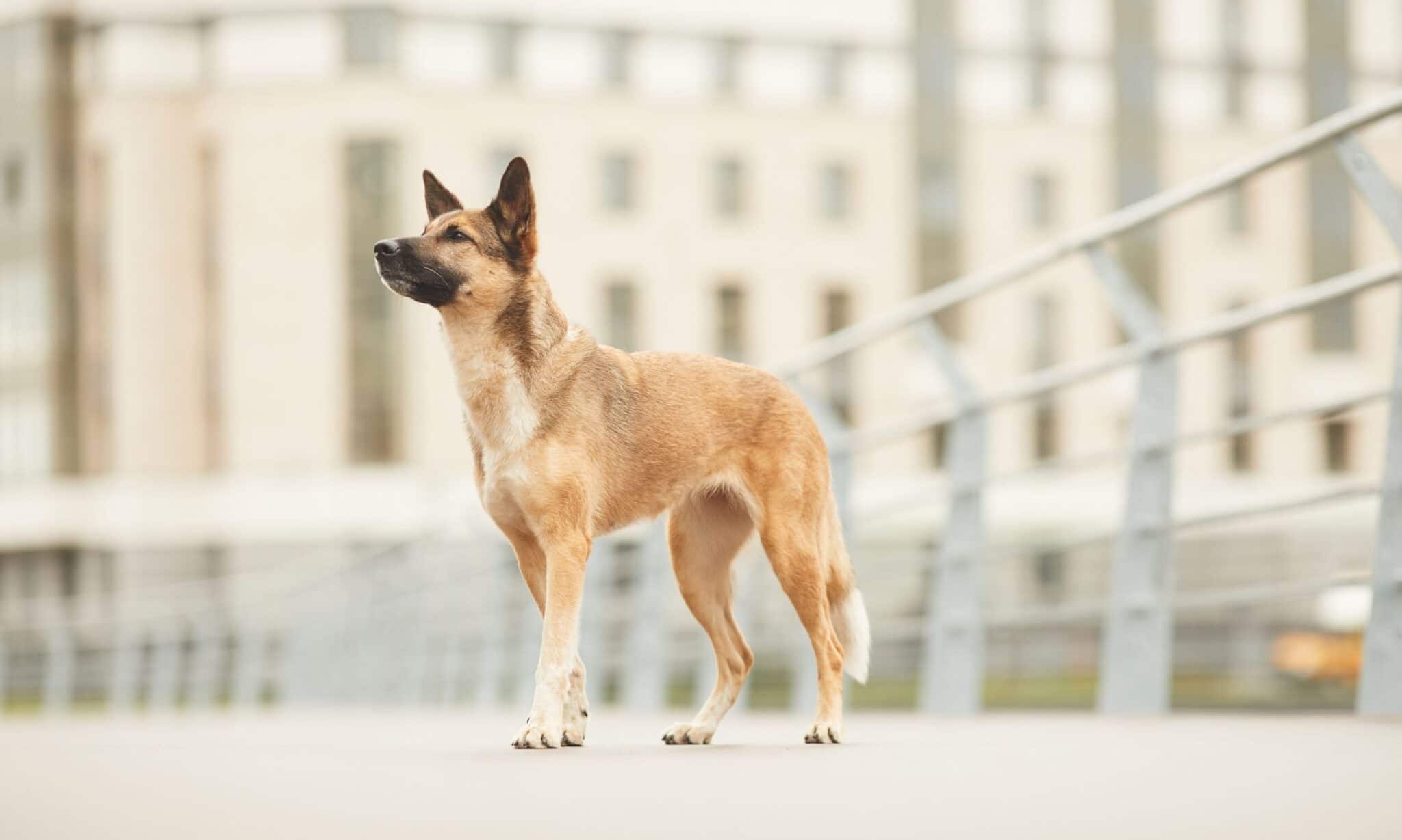 Help Your Dog Transition To City Life With These Tips