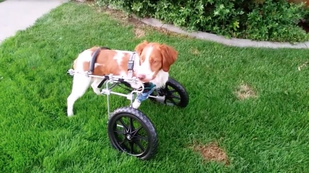 Dexter Wheelchair