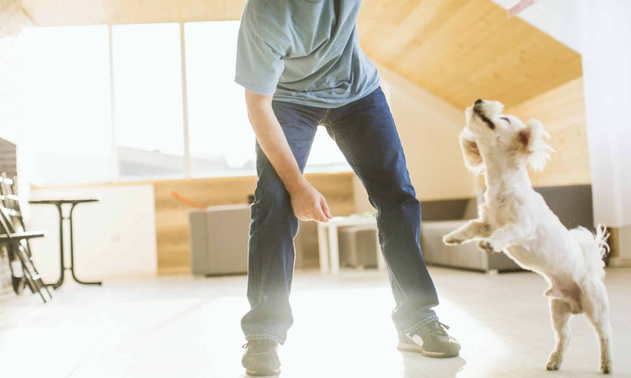 Tips On Teaching Your Dog To Stop Jumping Up