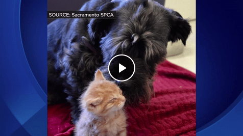 Cat Loving Dog Saves The Lives Of Two Kittens The Dogington Post