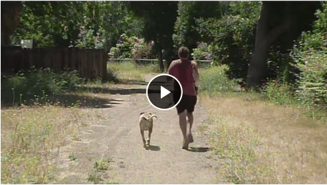 Suspicious Poisoned Dog Treats Left Along Popular Dog Walking Trail The Dogington Post