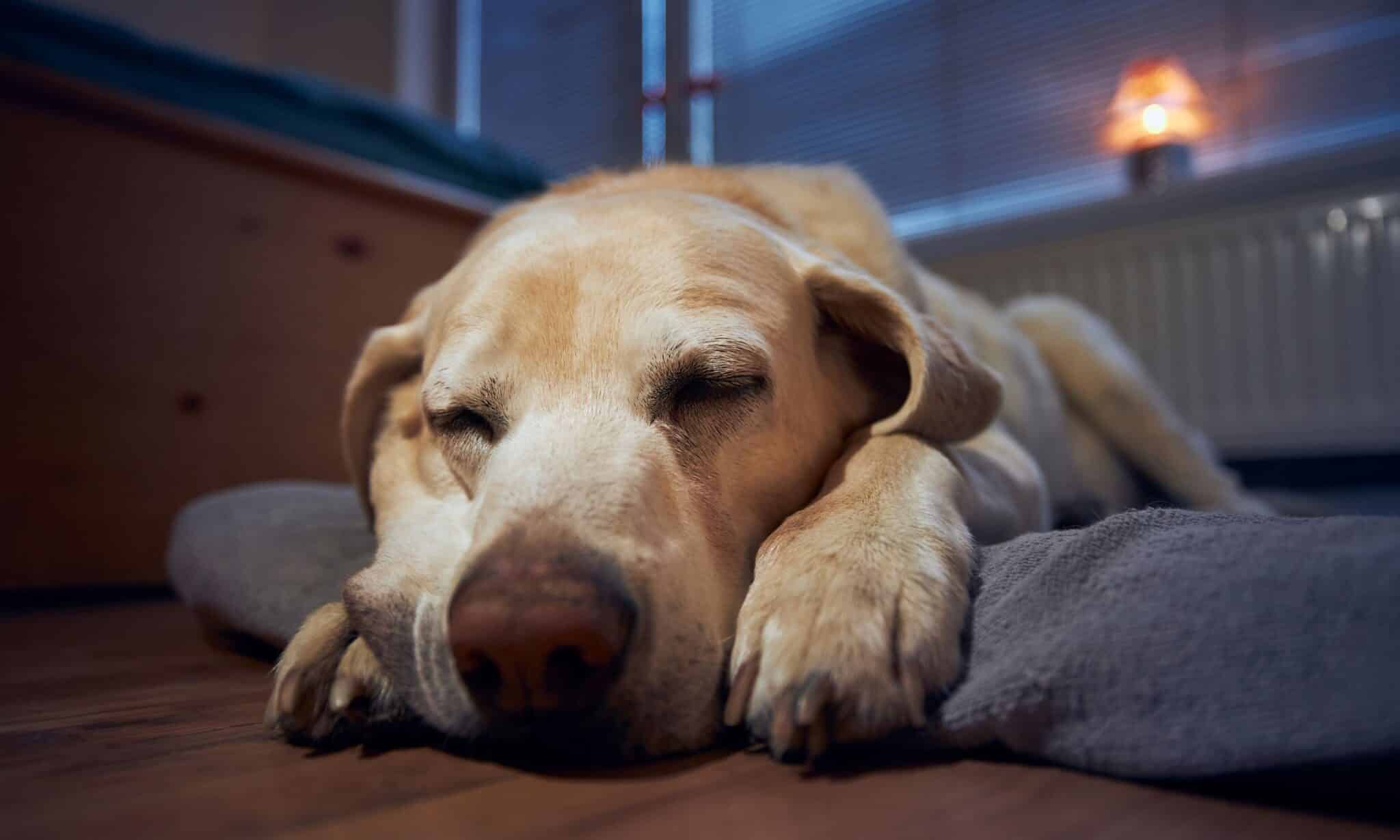 How To Stop Your Dogs From Barking At Night