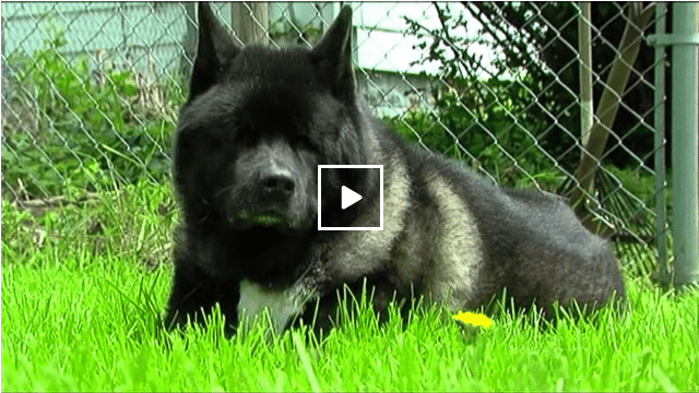 Amazing Blind Akitas Canine Brothers Act As Seeing Eye Dogs The Dogington Post