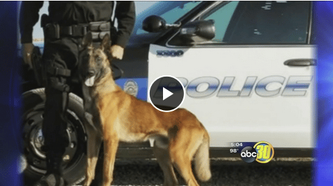 California Police K 9 Dies In Hot Patrol Car The Dogington Post