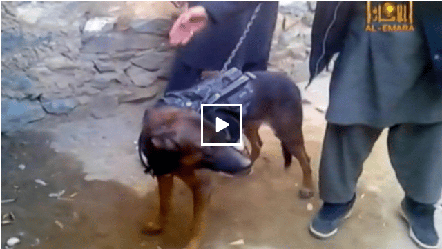 Canine Prisoner Of War Taliban Capture Military Working Dog The Dogington Post