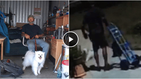 Caught On Tape Ups Driver Kicks Service Dog Pushes Owner The Dogington Post