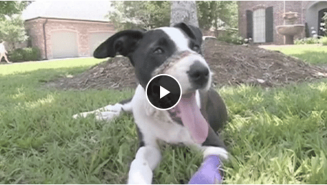 Copy Cat Animal Abuse Louisiana Puppy Found With Muzzle Taped Shut The Dogington Post