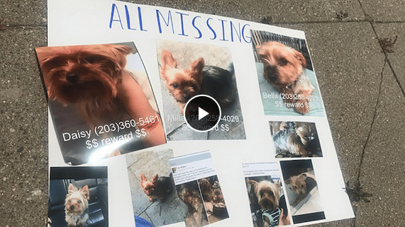 Dognapper Snatched 11 Yorkies In A Connecticut Town Over A 2 Week Period The Dogington Post