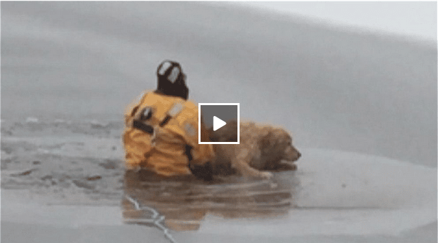 Firefighter Nicknamed Dr. Dolittle Rescues Dog From Frozen Lake The Dogington Post