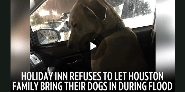 Holiday Inn Refuses To Allow Houston Family Fleeing Floods To Bring Dogs Inside The Dogington Post