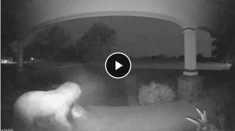 Holiday Package Thief Caught On Camera%E2%80%94It Was The Neighbors Dog The Dogington Post
