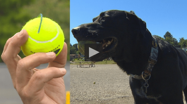 Homemade Tennis Ball Bombs A Serious Threat To Dogs The Dogington Post