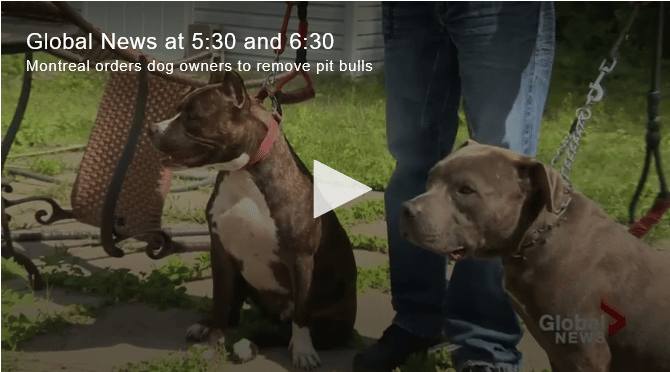 Hundreds Of Montreal Pit Bull Owners Ordered To Get Rid Of Their Dogs The Dogington Post
