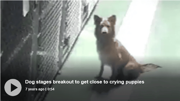 Maternal Dog Busts Out Of Her Boarding Kennel To Comfort Scared Foster Puppies The Dogington Post