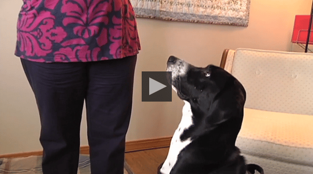 Mom Misses Her Sons Wedding When Church Refuses To Allow Service Dog The Dogington Post
