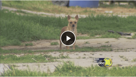 Series Of Dog Deaths Put California Community On High Alert The Dogington Post