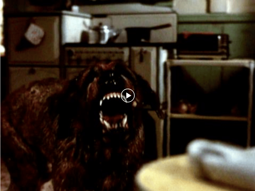 The Creepiest Movies To Watch This Halloween... All Starring Dogs The Dogington Post