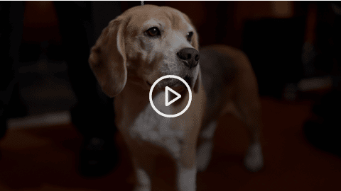 University Of Missouri Researchers Blind And Kill 6 Beagles In Unnecessary Study The Dogington Post