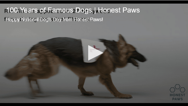 Video 100 Years Of Famous Dogs The Dogington Post