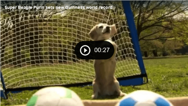 Video Beagle Sets New Guinness World Record The Dogington Post