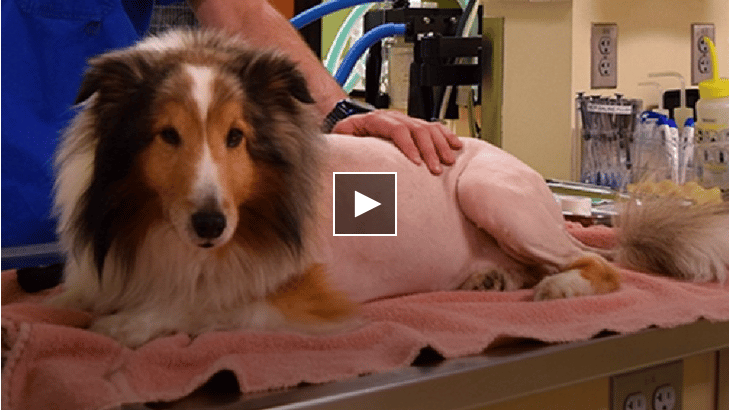 Vet Intern Finds Tick Just Moments Before Paralyzed Dog Is To Be Euthanized The Dogington Post