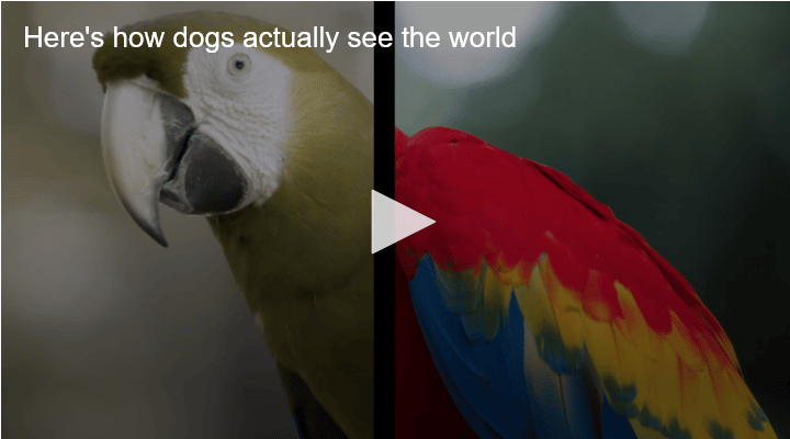 Watch How Does Your Dog Actually See The World The Dogington Post