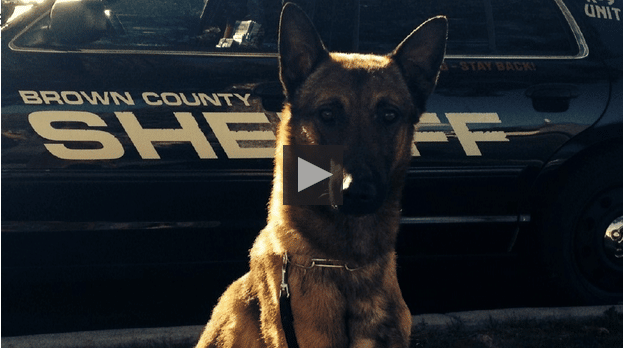 Wisconsin Police Dog Dies In Hot Patrol Car The Dogington Post