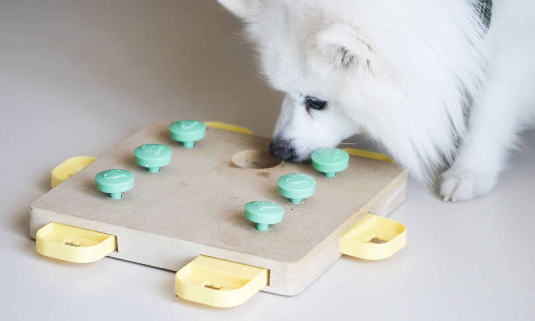 5 Nose Work Games for Dogs That Are Scentsational - Happy-Go-Doodle®