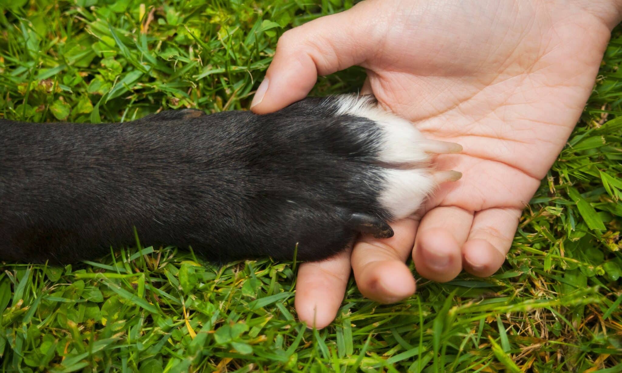 Why Does Your Dog Put Their Paws On You?