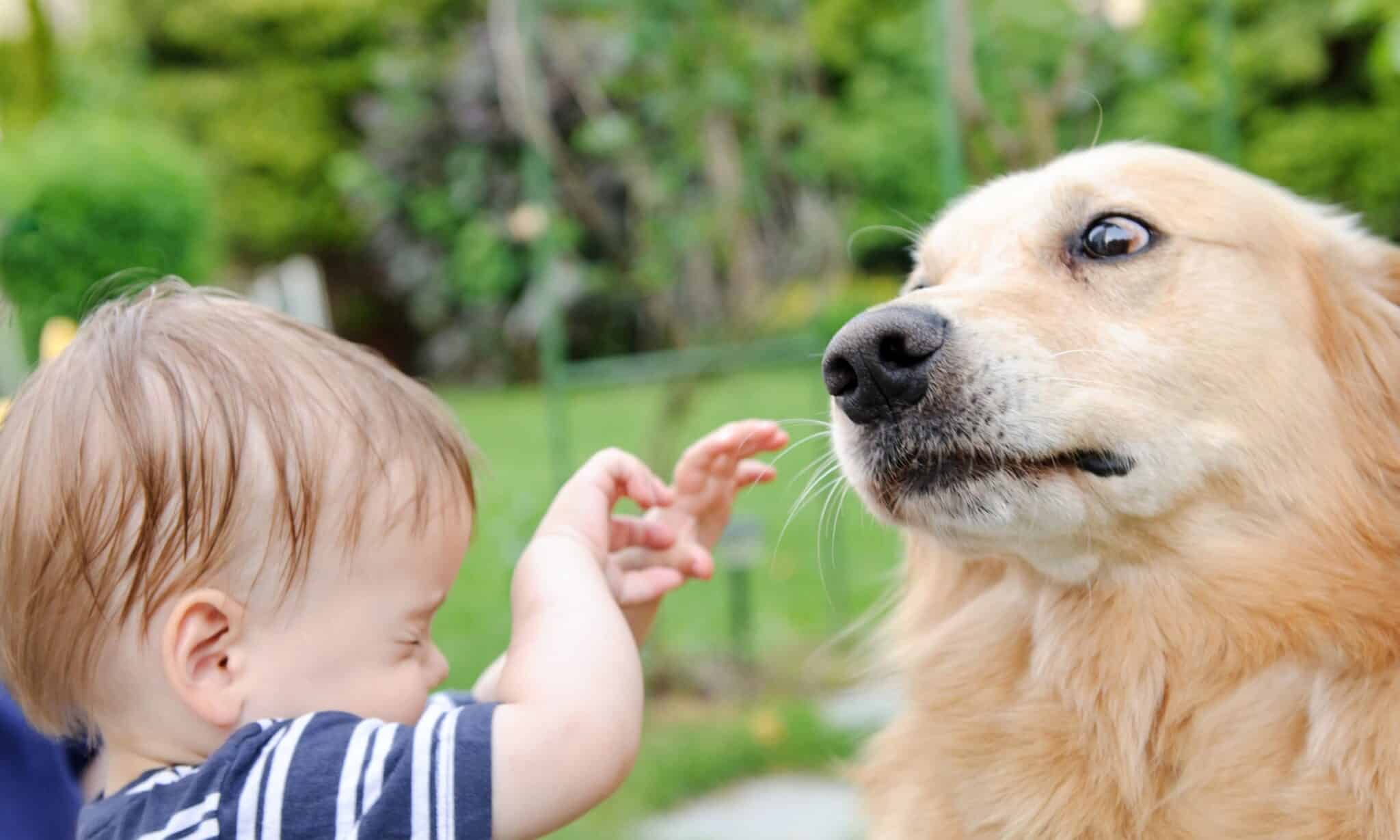 What To Do If Your Dog Is Afraid Of Meeting New People