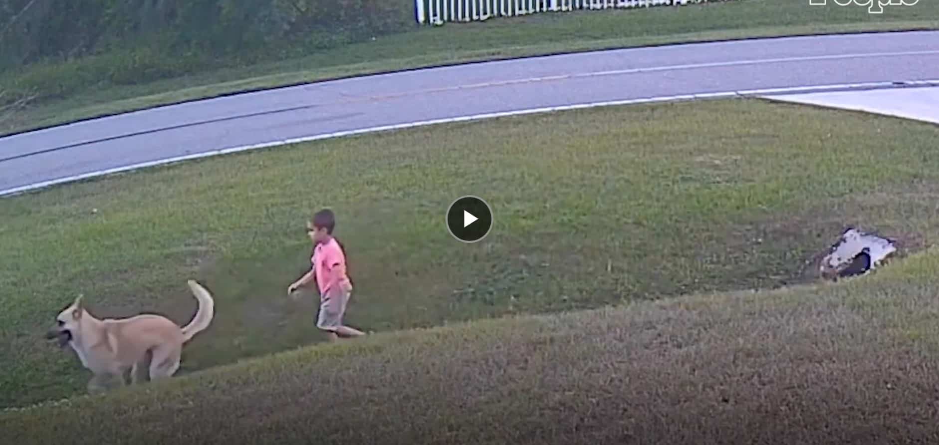 Hero Dog Saves Boy From Attack By Neighboring Dog – The Dogington Post