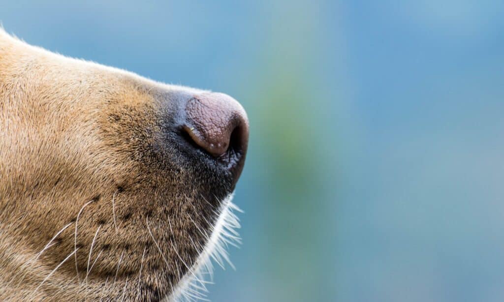 Dogs Rely On Their Sense Of Smell
