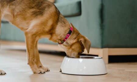 Is Your Dog Drinking More Water Than Usual Read This