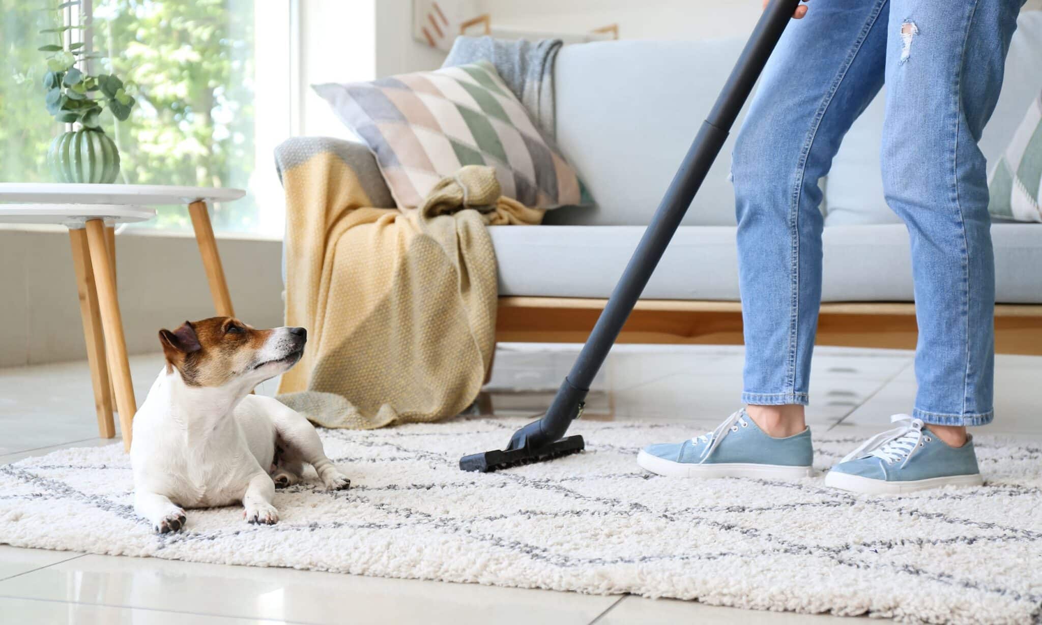 Why Are Dogs Scared Of Vacuums?