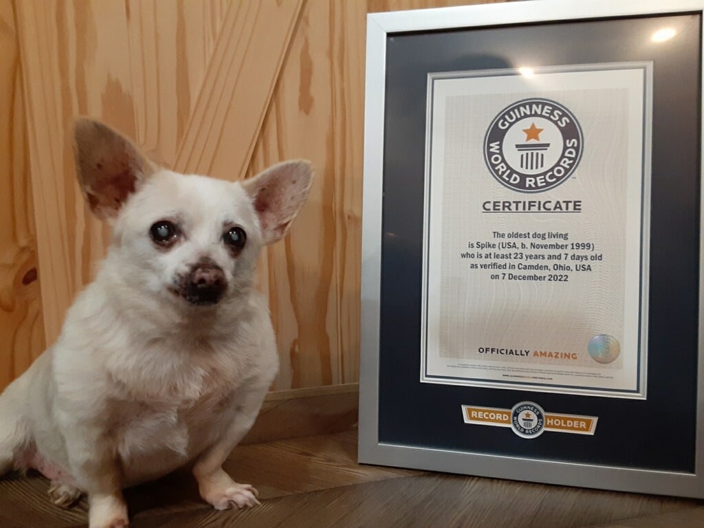 Spike With His Guinness World Records Certificate