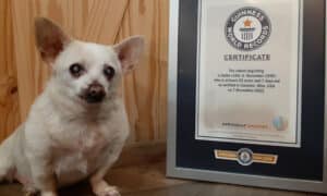 Image Of Spike Sitting Beside His Gwr Certificate Tcm25 733528