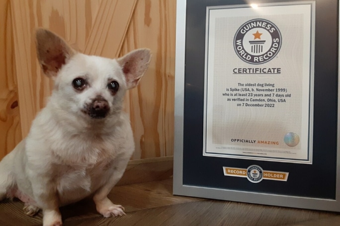 Image Of Spike Sitting Beside His Gwr Certificate Tcm25 733528