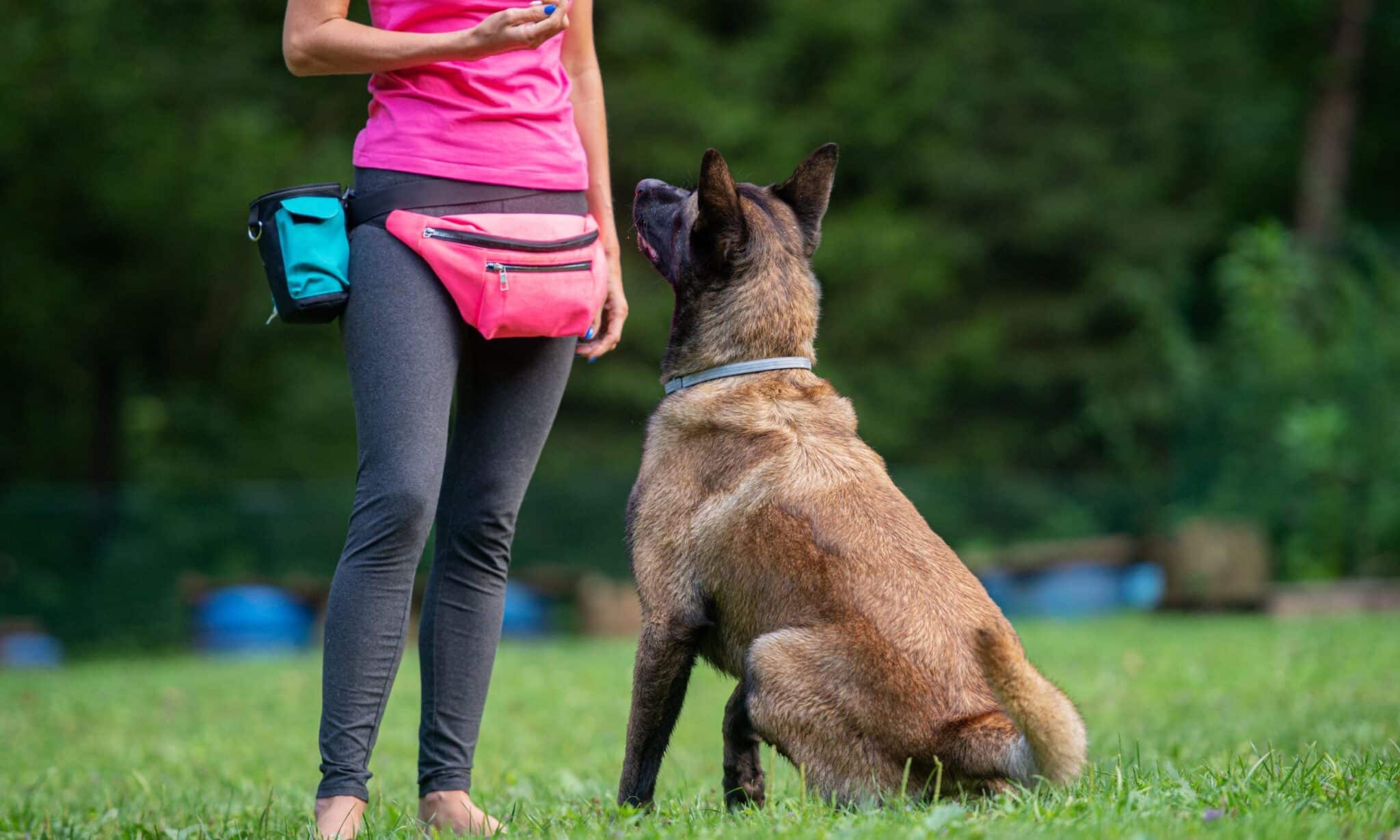Dog Boot Camps: Pros And Cons