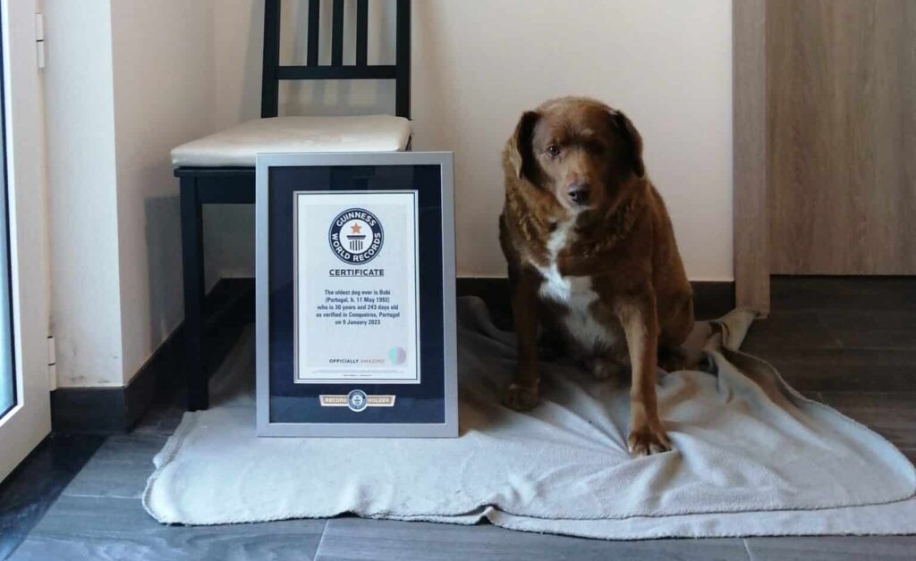 Bobi With His Guinness World Record Certificate