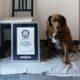 Bobi With His Guinness World Record Certificate