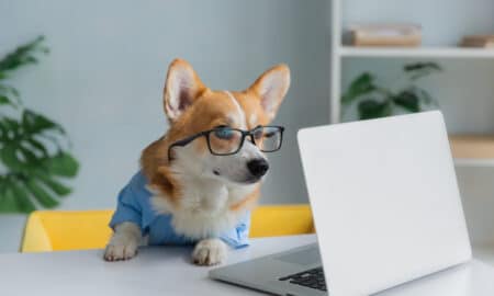 Cute Corgi Dog Looking Into Computer Laptop Working In Glasses And Shirt